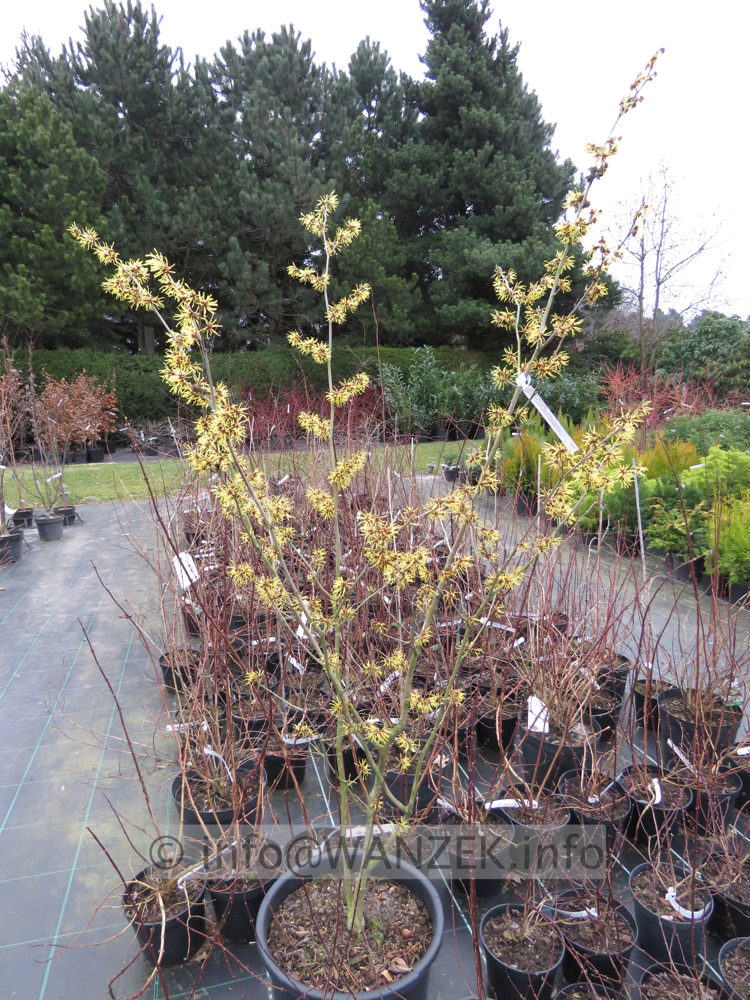 Hamamelis Arnold Promise 1,5m.JPG